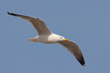 Gaviota patiamarilla