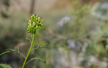 Closed flowers in cluster