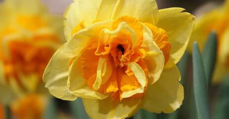 Narcissus flower yellow or false