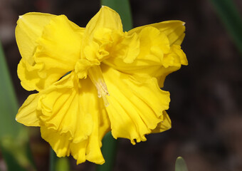 Narcissus flower yellow or false