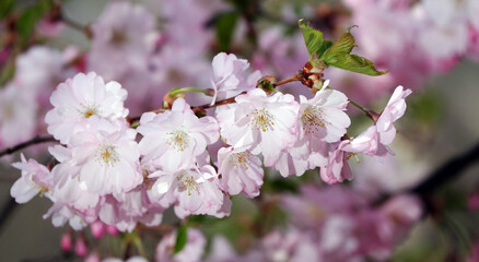 Sakura blooming in spring