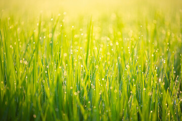Close up of nature fresh green grass rice with drop of dews meadow in the morning (bokeh and sensitive focus.)