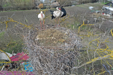 Aerial view, Two young White storks in a nest on a pillar on background blue sky with clouds. White...