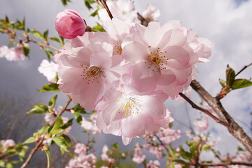 Sakura blooming in spring