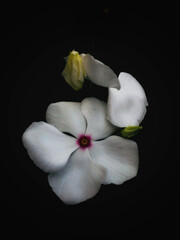 white orchid on black background