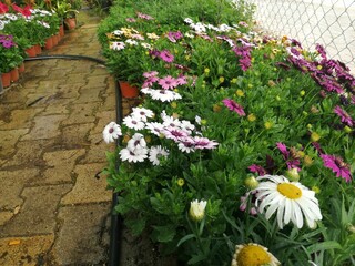 fragrant and colorful spring flowers