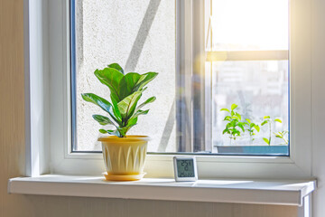 Green Ficus lyrata bambino plant on the windowsill of a sunlit room, and electronic thermometer and hygrometer.