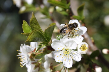 Prunus cerasus morello cherry with bee