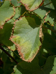 Leaves getting dry