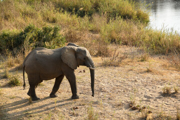 Fototapeta na wymiar Wild elephant walking next to the Sabi river in the Kruger National Park