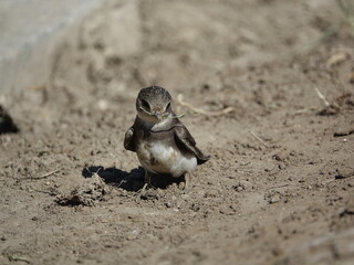 sand martin (Riparia riparia) with nest building material in beak
