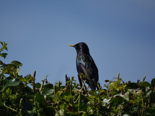 starling (Sturnus vulgaris) in beautiful breeding plumage, set against a blue spring sky