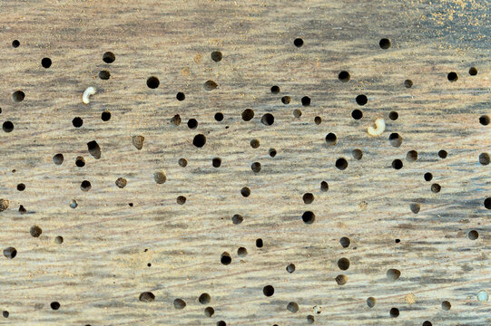 Woodworm in Infested Oak wood of a wine barrel. Seamless Background of Old wooden beam affected by woodworm with holes. Wood-eating larvae of species of beetle. Concept of treatment and detection 