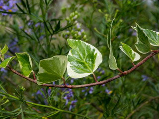 Curved branch full of color