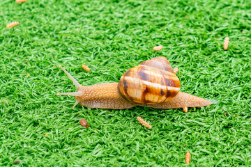 Snail on the green artificial grass. Animals