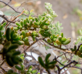 Thick leaves in detail