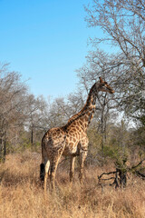 Giraffe in savannah environment in Kruger national Park - portrait photo.