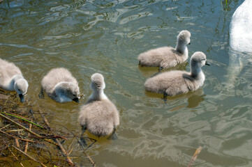 pair of swans with little swans