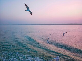 seagulls on the beach