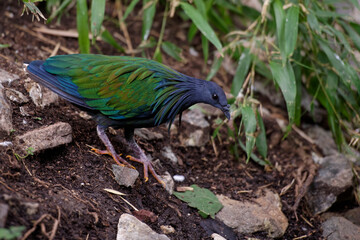 Pigeon de Nicobar