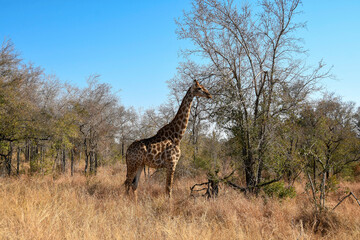 Obraz premium Giraffe in savannah environment in Kruger national Park, landscape photo.