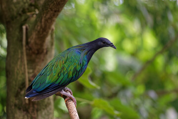 Pigeon de Nicobar