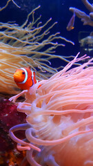 fish on reef