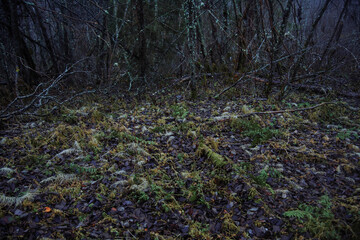 Textured grasses and thickets in colors.