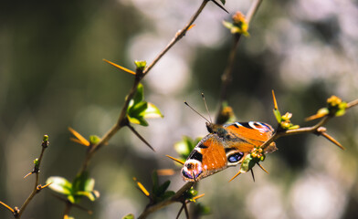 Schmetterling auf einen Zweig 