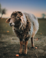 Obraz premium One cute adorable baby young white lamb. Sheep standing on meadow in sunny day. Scene from Norwegian mountain pastures. Cute sheep
