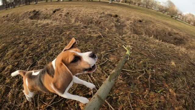 Playful dog jump and try to catch stick but miss, slow motion shot, camera attached to toy. Owner tease amusing beagle with wooden branch, doggy try again and fail to grab it one more time