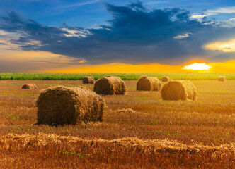 summer wheat field after harvest at the sunset, countryside agricultural background