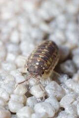 small Armadillidium vulgare common pill-bug