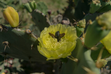 Linda for amarela de cacto com inseto pegando seu nectar 