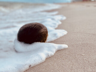 coconut on the beach
