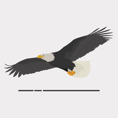 Eagle vector art and graphics
