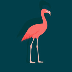 Flamingo vector art and graphics
