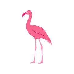 Flamingo vector art and graphics