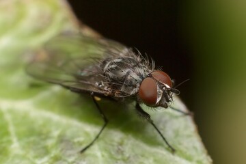 fly on a leaf head detail
