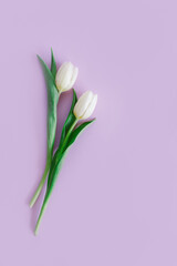 Tender white tulips on pastel violet background. Greeting card for Women's day.