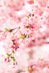 Obraz premium Amazing pink cherry blossoms on the Sakura tree.