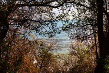 Obraz na płótnie Canvas Blooming spring trees against of the blue sea.