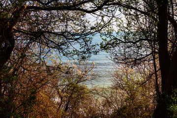 Blooming spring trees against of the blue sea.