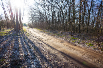 ground road through the forest in light of sun