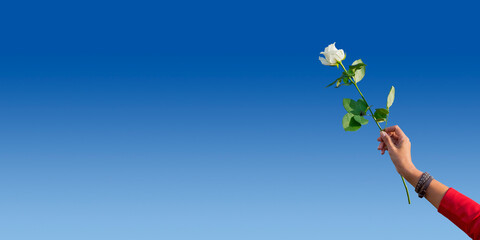 Isolated woman's hand holding white rose on the blue background. A symbol of peaceful protests in Belarus against the dictatorship after presidential elections.
