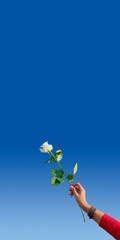 Isolated woman's hand holding white rose on the blue background. A symbol of peaceful protests in Belarus against the dictatorship after presidential elections.
