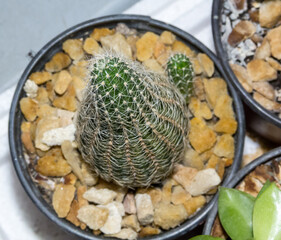 Sulcorebutia, cactus with thorns