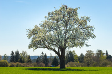 blossoming apple tree in green field spring landscape