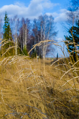 Fototapeta premium spring trees on grass background 