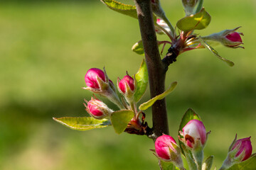 red buds of apple tree close up